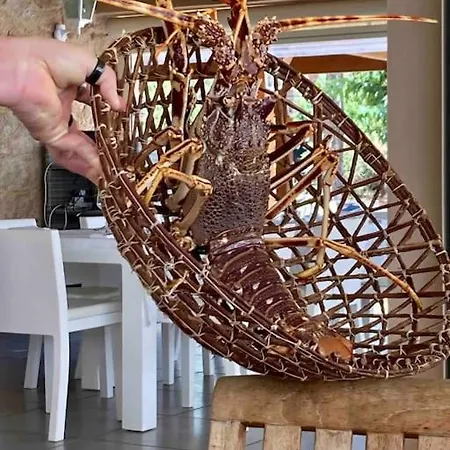 Vignarella Meublé De Tourisme Classé 5 étoiles Avec Terrasse *